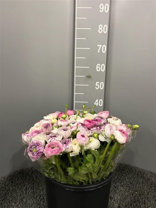 <h4>Ran Eleg White Stripes</h4>