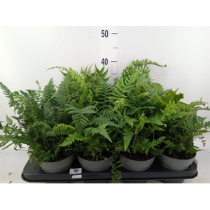 Ferns   ...mix