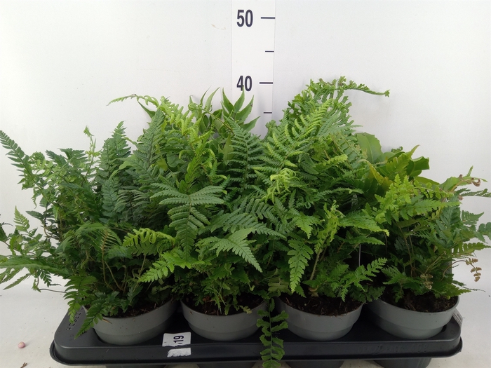 <h4>Ferns   ...mix</h4>