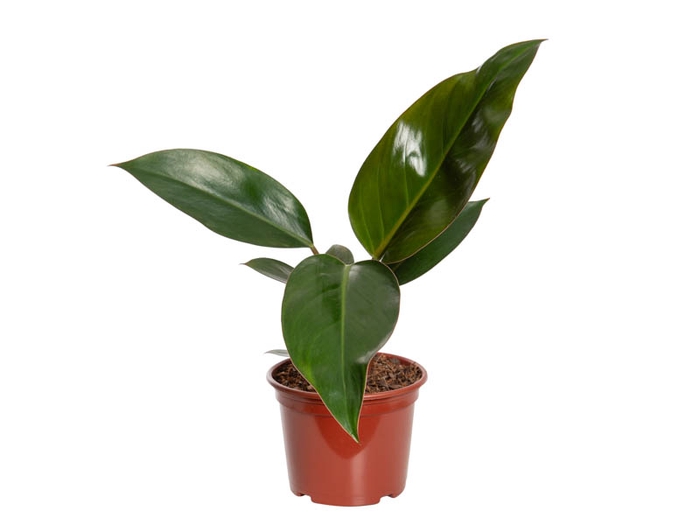<h4>PHILODENDRON RED DIAMOND P15</h4>