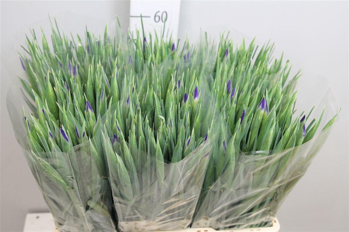 <h4>Iris Blue Magic</h4>