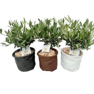 Arr.   Tuinplanten L%