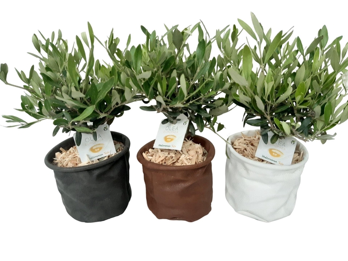 Arr.   Tuinplanten L%