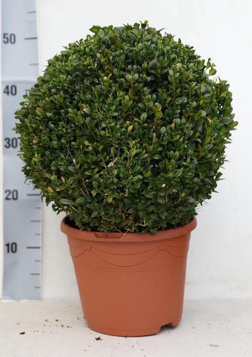 <h4>BUXU SEMPERVIRENS</h4>