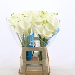 Calla Pure Art