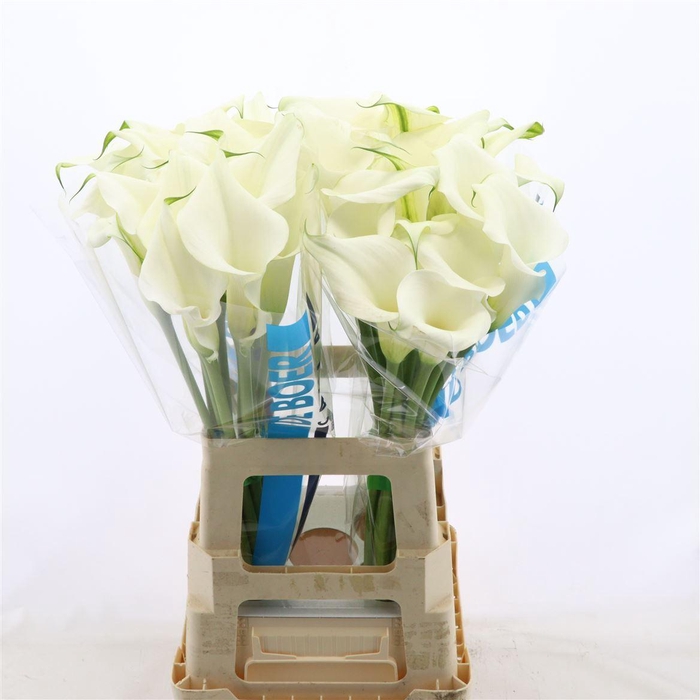<h4>Calla Pure Art</h4>