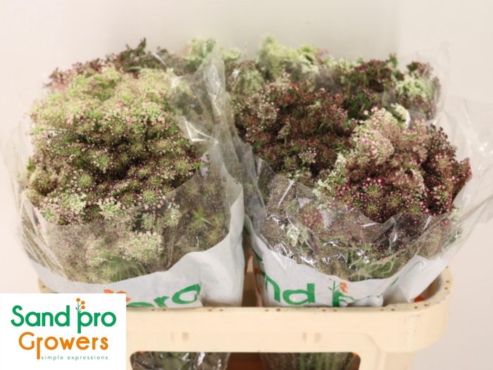 <h4>DAUCUS CAROTA DARA</h4>