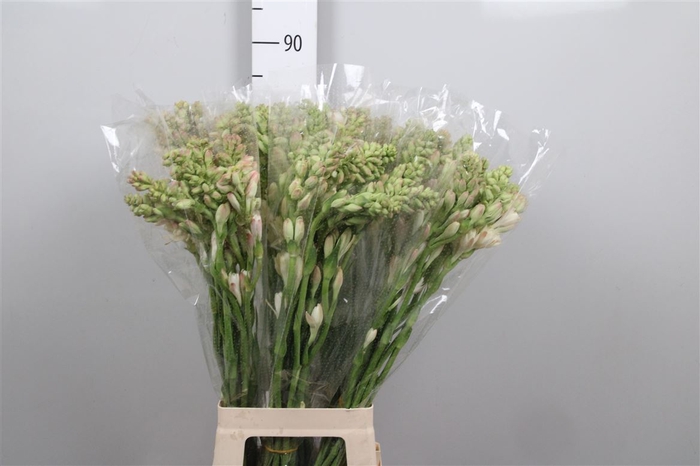 <h4>Poliant Tuberosa</h4>