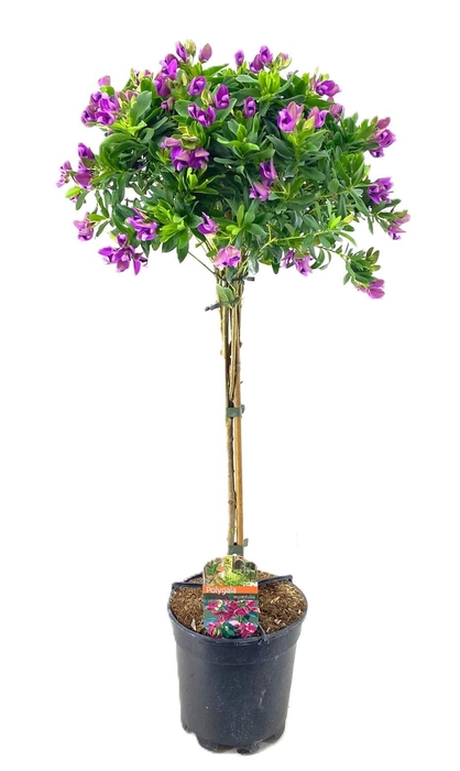 <h4>Polygala myrtifolia</h4>