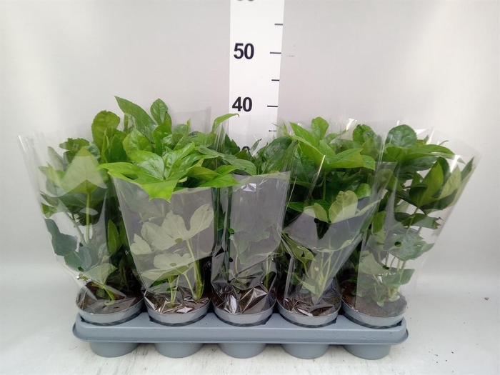 <h4>Fatsia japonica   ...</h4>