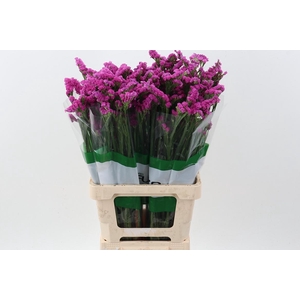 Lim S Heart Wings Fu