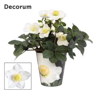 Helleborus Mont Blanc Decorum (XL) potcover