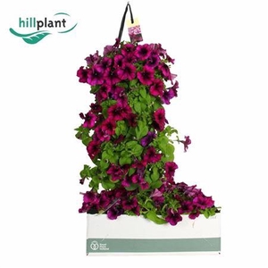 Petunia Easy Wave Burgundy Velour