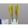 Eremurus Cleopatra