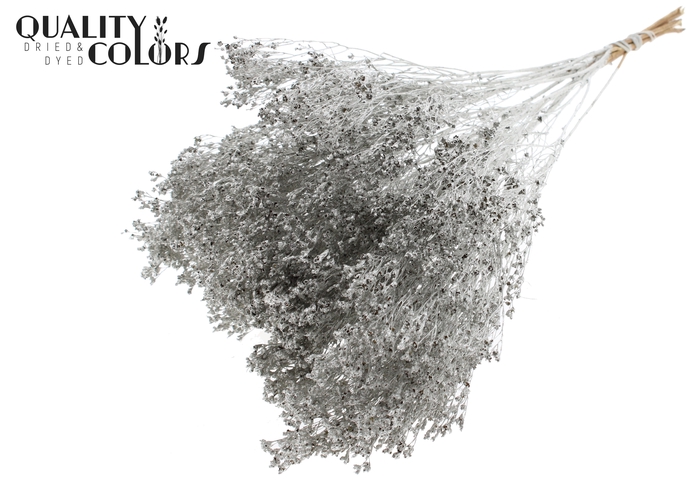 Broom Bloom p/bunch in poly Platina