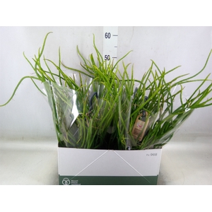 Rhipsalis   ...