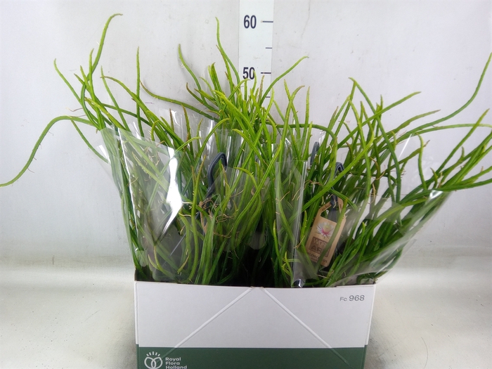 <h4>Rhipsalis   ...</h4>
