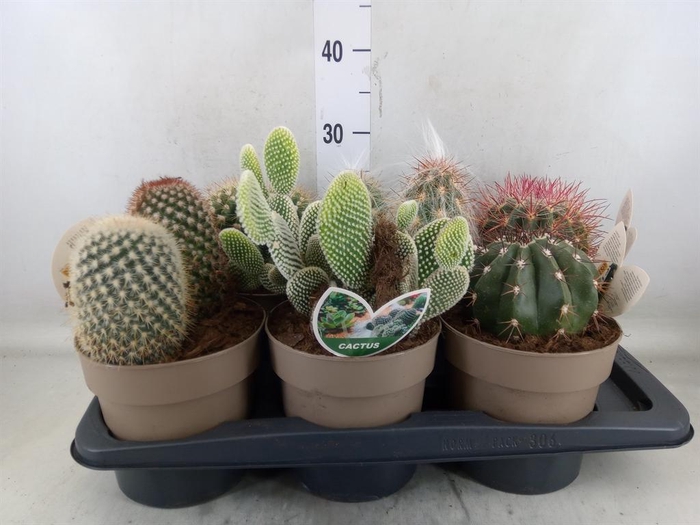 <h4>Cactus   ...mix</h4>