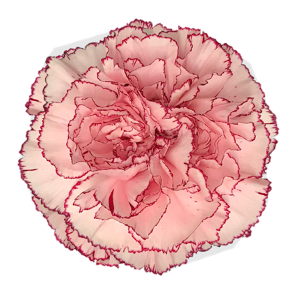 <h4>Di St Mariposa Bicolor 65cm CO</h4>