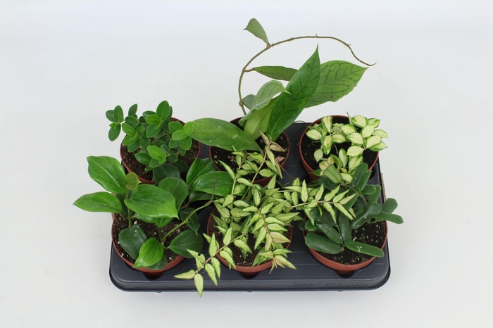 <h4>Hoya Gemengd 12 cm</h4>