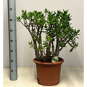 CRASS OVATA