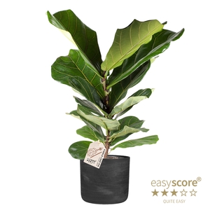 FICUS LYRATA P19