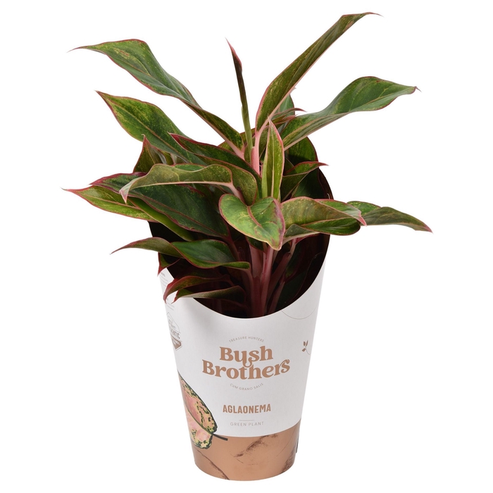 <h4>Aglaonema gemengd</h4>