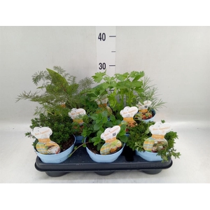 Tuinkruiden   ...mix