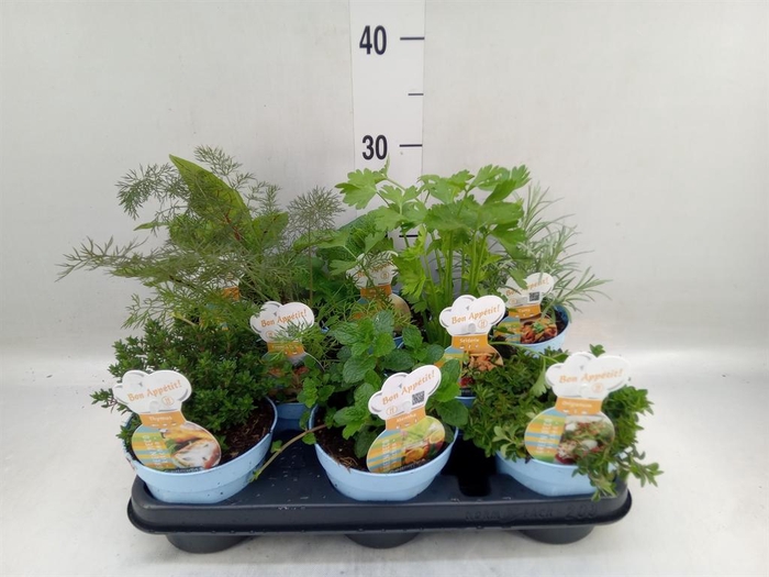 <h4>Tuinkruiden ...mix</h4>