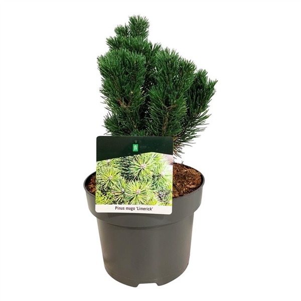 <h4>Pinus mugo 'Limerick'</h4>