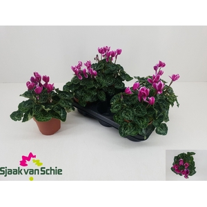 CYCL MD SUP ELEGANTE