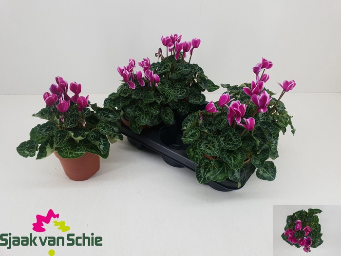 <h4>CYCL MD SUP ELEGANTE</h4>