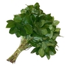 F Salal 50cm
