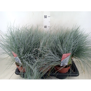 Festuca glauca 'Intens Blue'