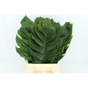 Monstera Epipremnum Leaf