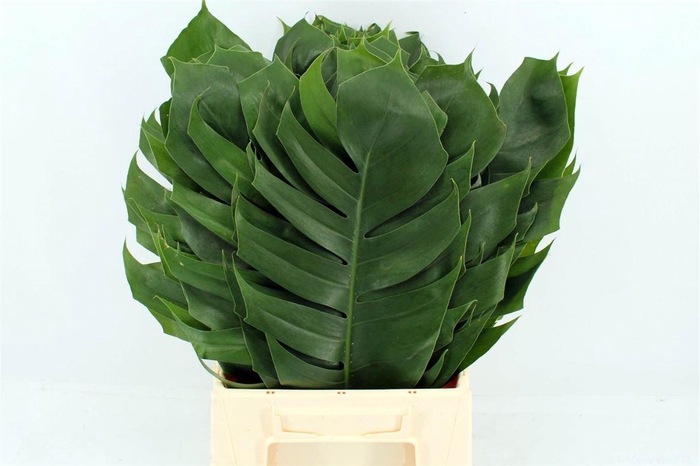 <h4>Monstera Epipremnum Leaf</h4>