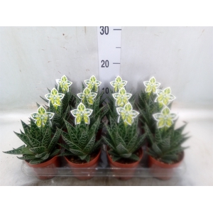 Aloe aristata 'Tiki Tahi'
