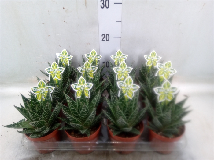 <h4>Aloe aristata 'Tiki Tahi'</h4>