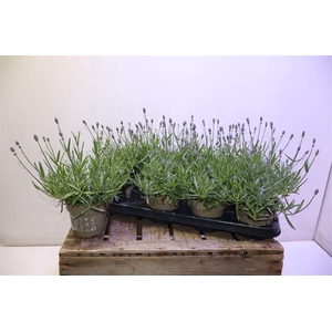 Lavan An Essence Pur