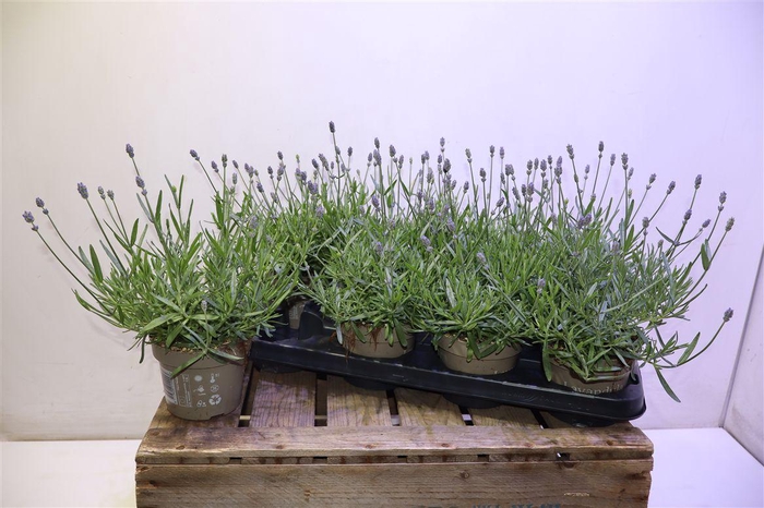 <h4>Lavan An Essence Pur</h4>