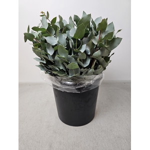 EUC CINEREA PB
