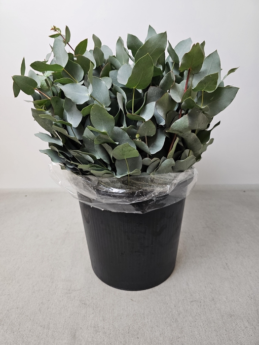 EUC CINEREA PB