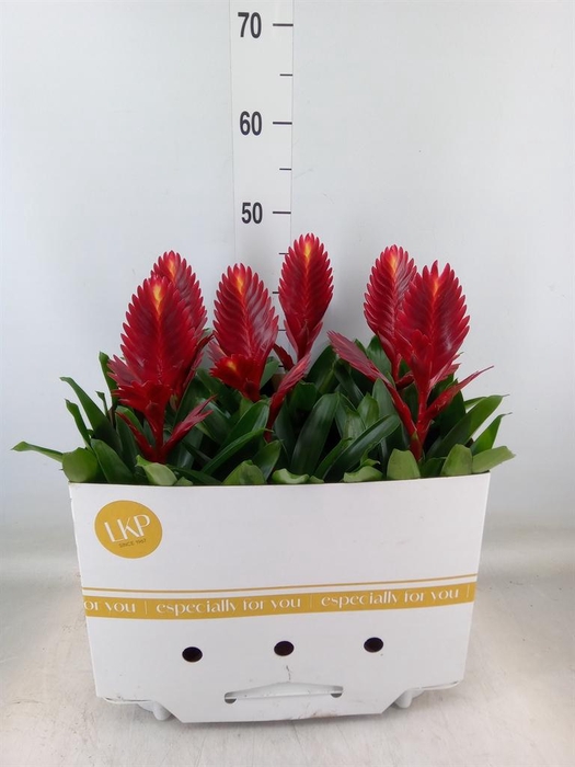 <h4>Vriesea  'Porto'</h4>