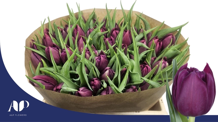 <h4>TU DU WORLD BOWL</h4>