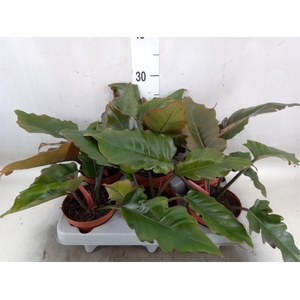 Philodendron   ...