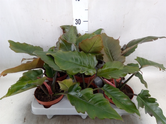 <h4>Philodendron   ...</h4>