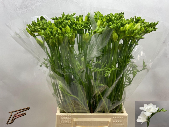 <h4>Freesia du Maestro</h4>