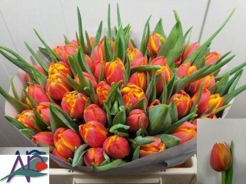 <h4>TU DU CROSSFIRE</h4>