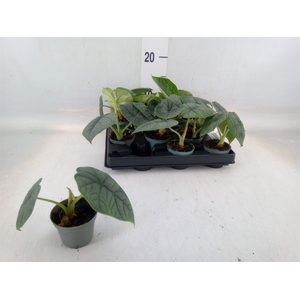 Alocasia   ...