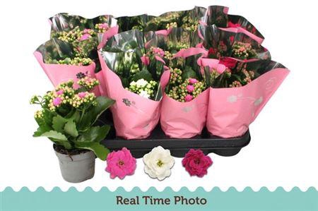 Kalanchoe Calandiva Mix Pastel